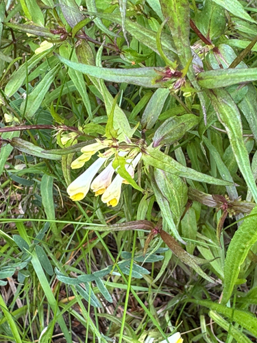 Common Cow-wheat