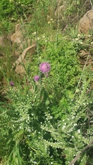 Carduus argentatus