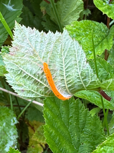 meadowsweet rust