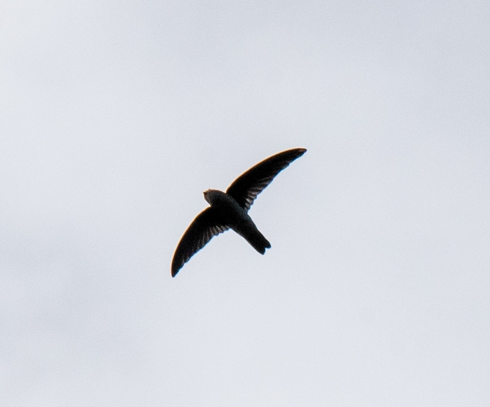 Mascarene Swiftlet (Aerodramus francicus), photo 2