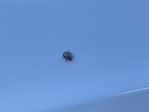 16-spot Ladybird
