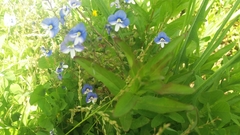 Veronica syriaca