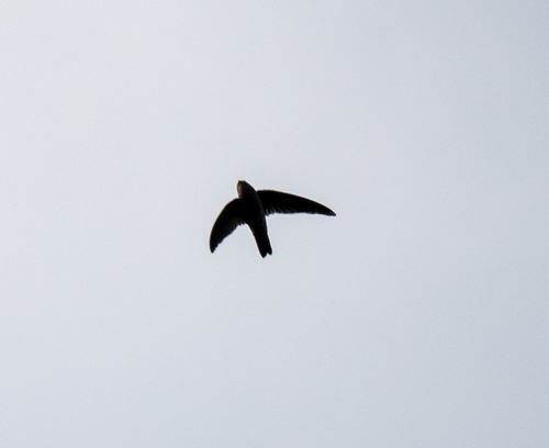 Mascarene Swiftlet (Aerodramus francicus)