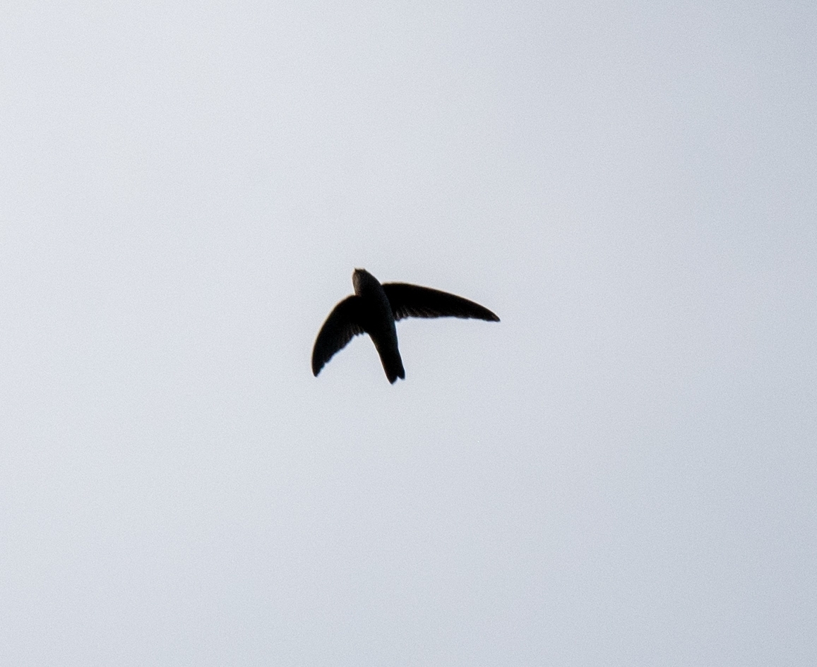 Mascarene Swiftlet (Aerodramus francicus), photo 1