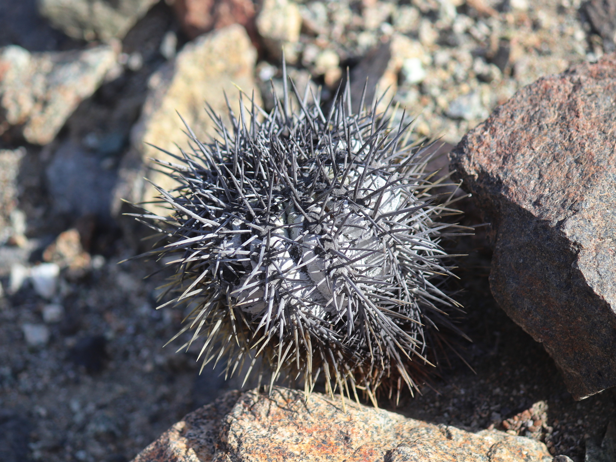 Copiapoa boliviana