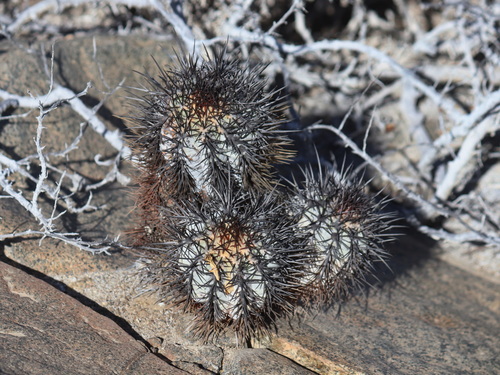 Copiapoa boliviana