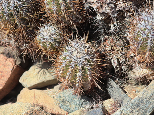 Copiapoa solaris
