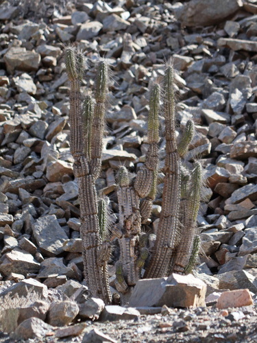 Eulychnia iquiquensis, photograph 2