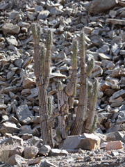 Eulychnia iquiquensis, photograph (c) Rodrigo Castillo Tapia, some rights reserved (CC BY)