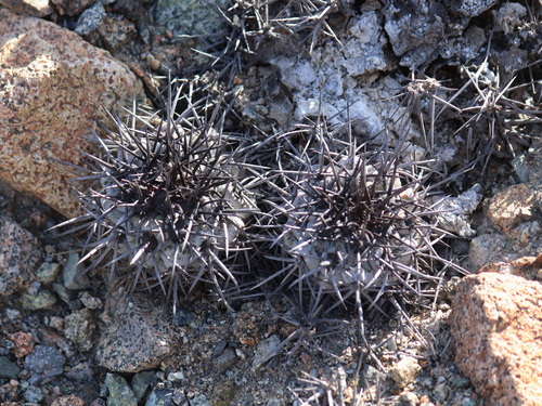 Copiapoa boliviana