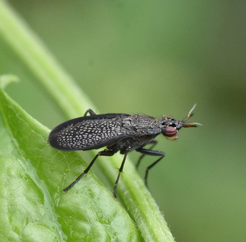 Sieve-winged Snailkiller