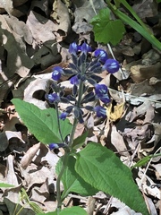 Salvia urticifolia