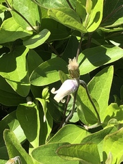 Clematis ochroleuca