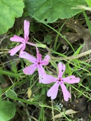 Phlox nivalis