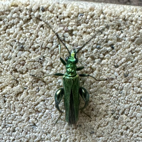 Thick-legged Flower Beetle