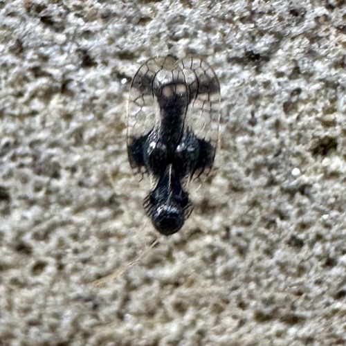 Andromeda Lace Bug