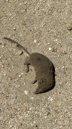 iNaturalist observation photo of Ornate Shrew