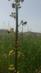 Scrophularia rubricaulis