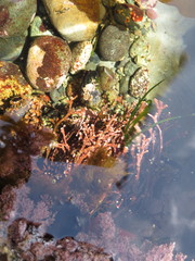 Calliarthron tuberculosum