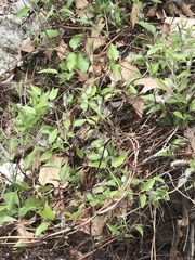 Clematis occidentalis