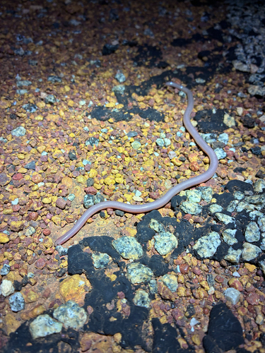 Sand-diving Blind Snake