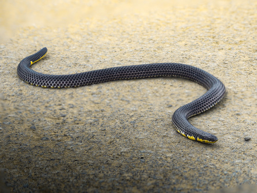 Javanese Reed Snake