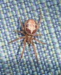 Steatoda nobilis