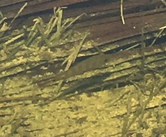 Mayaheros urophthalmus