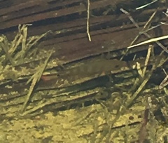 Mayaheros urophthalmus
