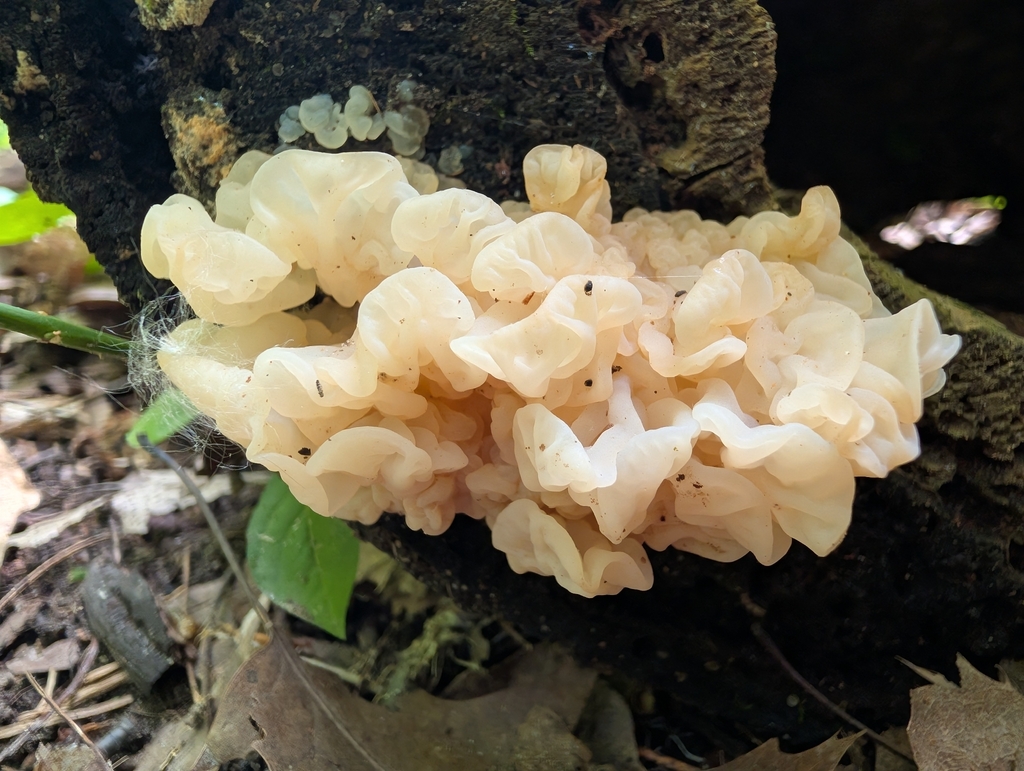 white jelly fungus · June 2026 · photo: Photo: (c) Bryan Rennick, some rights reserved (CC BY) · iNaturalist