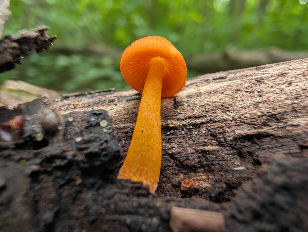 orange mycena · June 2026 · photo: Photo: (c) Bryan Rennick, some rights reserved (CC BY) · iNaturalist