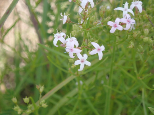 diamond-flowers