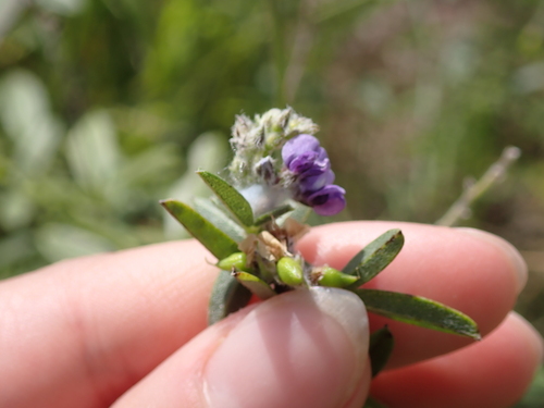 Slimflower Scurfpea