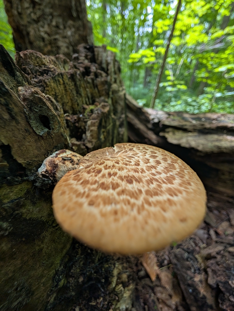 Dryad's Saddle · June 2026 · photo: Photo: (c) Bryan Rennick, some rights reserved (CC BY) · iNaturalist
