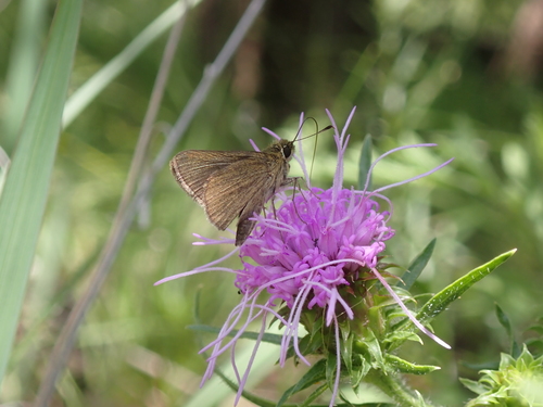 Swarthy Skipper