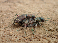 Cicindela tranquebarica vibex
