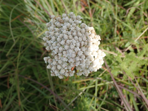 common yarrow