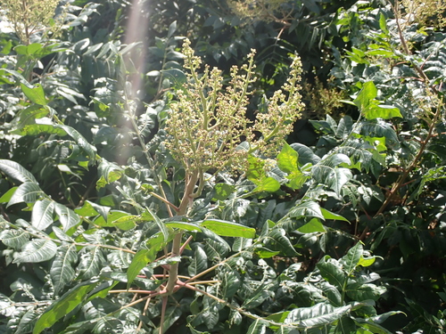 shining sumac