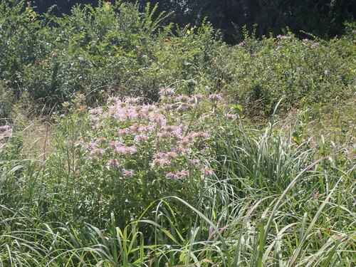 wild bergamot