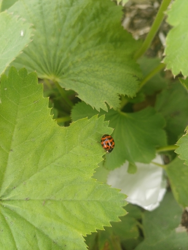Asian Lady Beetle
