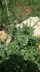 Carduus argentatus