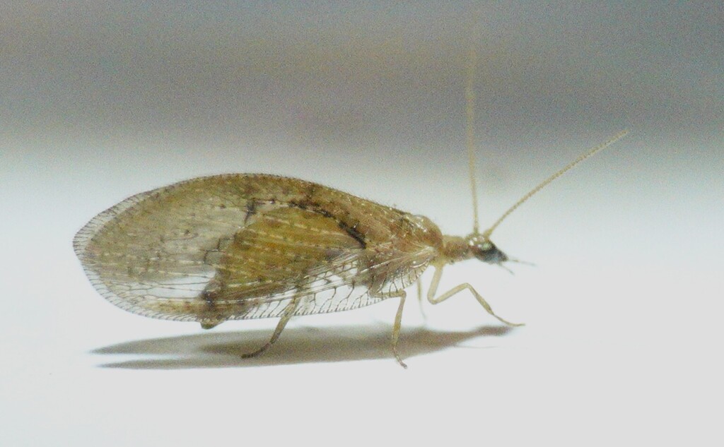 Hemerobius striatus