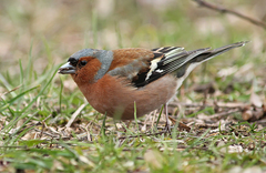 Fringilla coelebs
