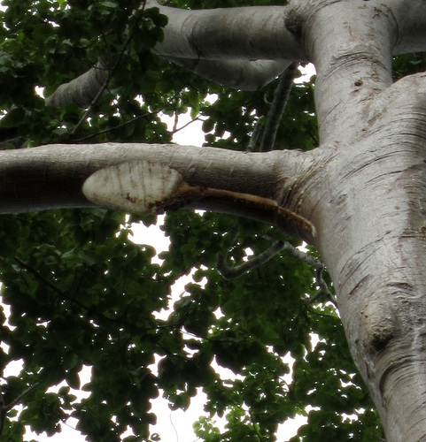 Giant Honey Bee photo 5