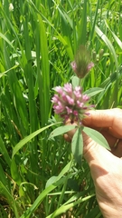 Trifolium purpureum