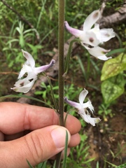 Delphinium carolinianum virescens