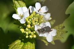 Malachius bipustulatus