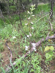 Delphinium carolinianum virescens