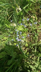 Veronica syriaca
