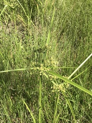 Cyperus virens